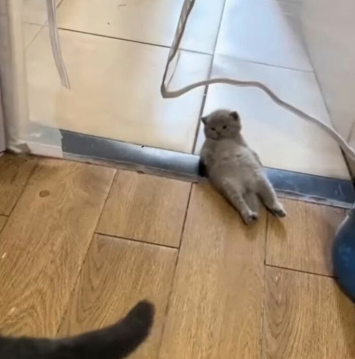 Simple doodle of a viral cat with a round body and small face, part of artist’s viral cat pics series.