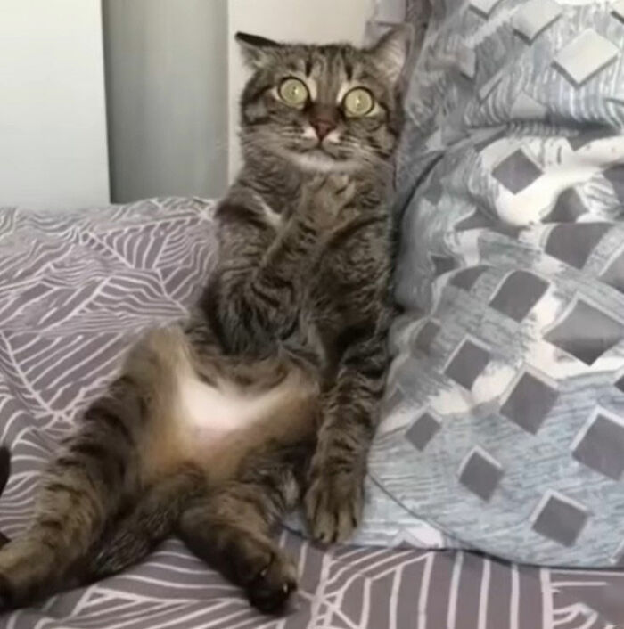 Minimalist doodle of a cat covering its nose, part of viral cat pics turned into spot-on cat doodles by an artist.