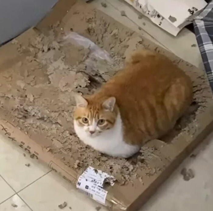 Minimalist doodle of a cat sitting on a scratching board, inspired by viral cat pics by artist dailypurrr.