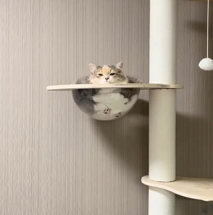 Minimalist doodle of a viral cat with a ring around its body, showcasing hilarious and spot-on artistic style.