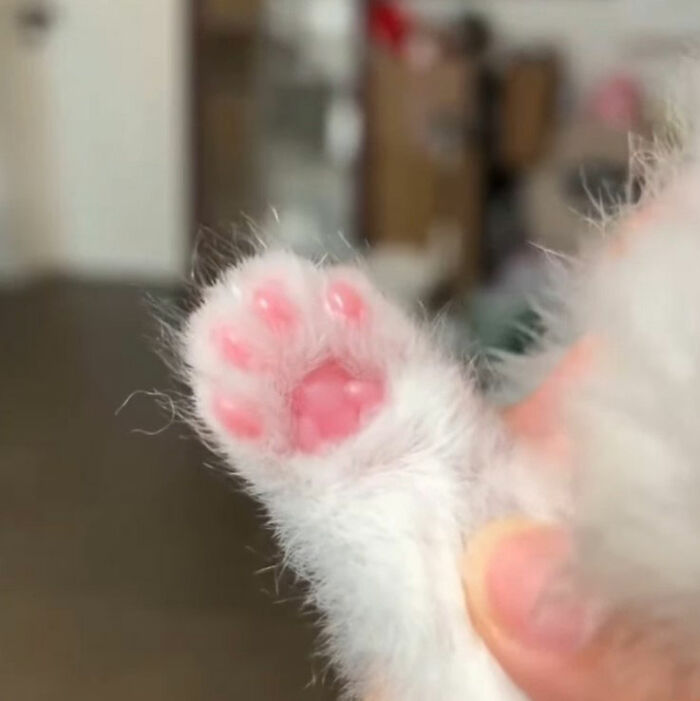 Illustration of a viral cat paw doodle with pink pads and simple lines in a humorous art style.