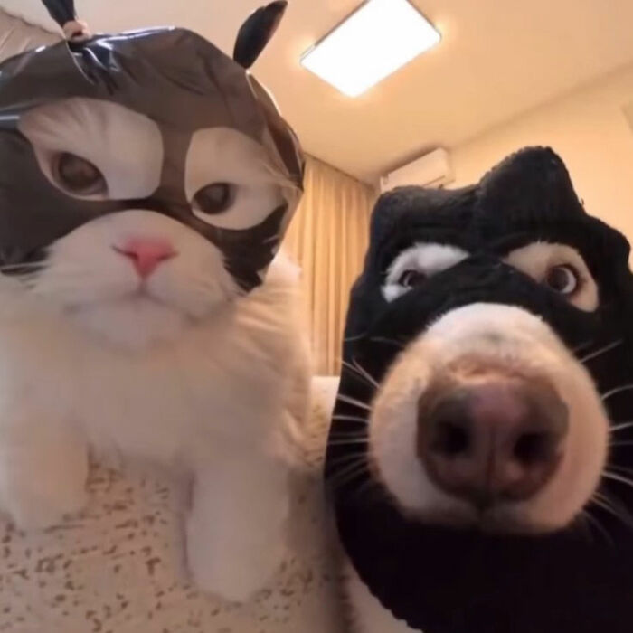 Black and white doodles of two animals inspired by viral cat pics, showcasing the artist's humorous and spot-on style.