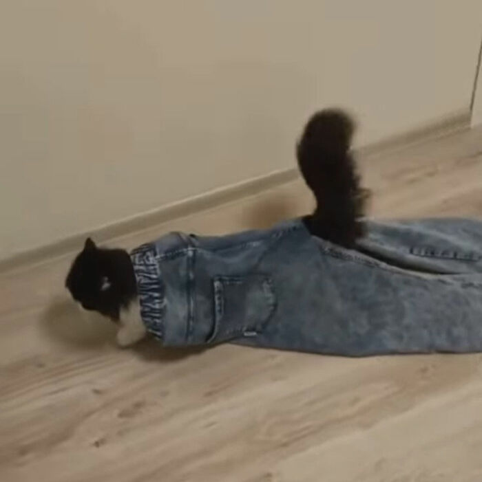 Minimalist doodle of a cat wrapped in a blue sock, showcasing viral cat pics turned into spot-on humorous art.