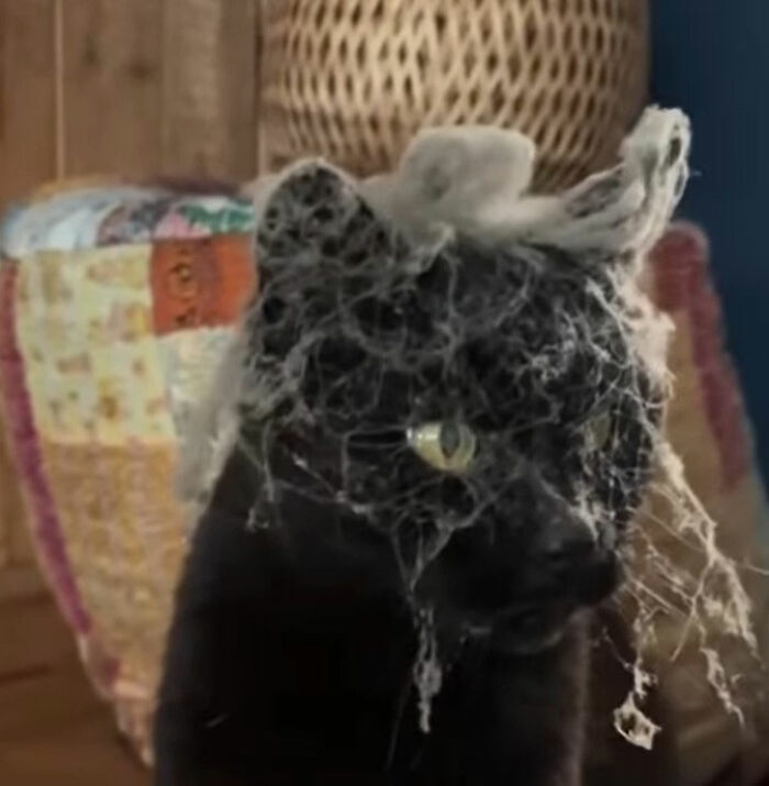 Black cat doodle with white lines and bright yellow eyes, part of viral cat pics turned into spot-on illustrations.