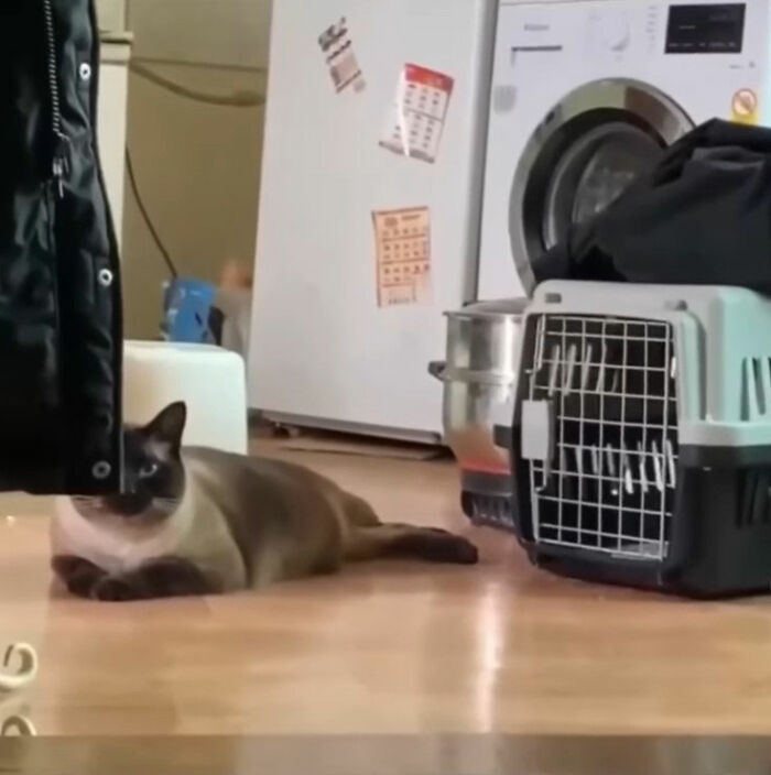 Minimalist doodle of a cat peeking from behind a black curtain, inspired by viral cat pics by the artist.