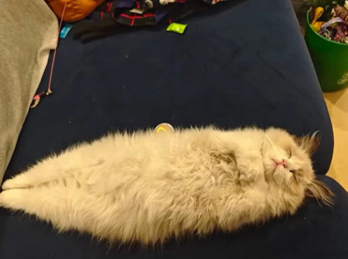 Minimalist doodle of a viral cat stretched out with subtle fur details by an artist known for viral cat pics.