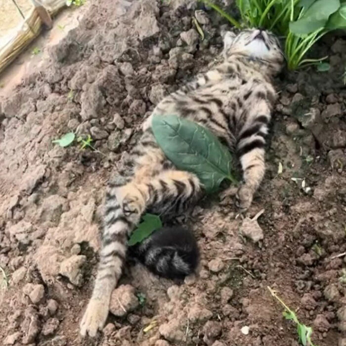 Minimalist doodle of a spotted cat with green leaves on a cream background, inspired by viral cat pics.