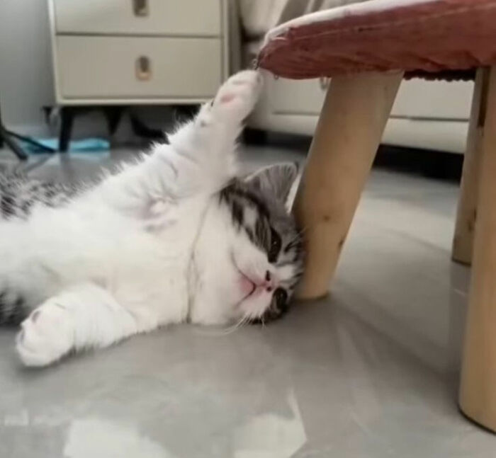 Minimalist doodle of a cat lying on its side next to a small table, inspired by viral cat pics art.