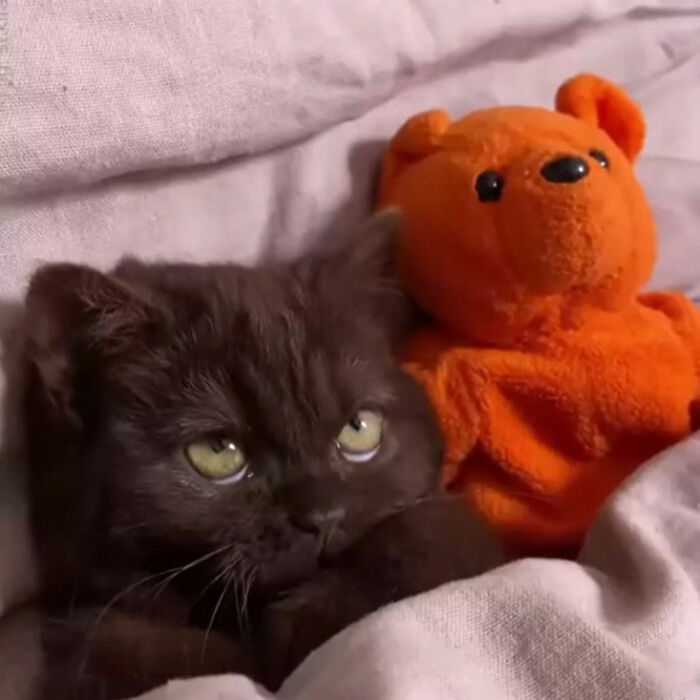 Minimalist doodle of a black cat and orange bear lying in bed, inspired by viral cat pics artwork.