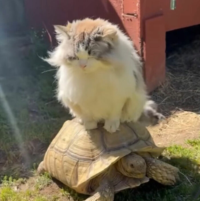 Minimalist doodle of a cat sitting on a turtle, showcasing artist's viral cat pics turned into spot-on illustrations.