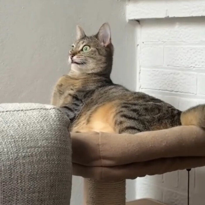 Minimalist cat doodle sitting on a perch, representing viral cat pics turned into hilariously spot-on art by an artist.