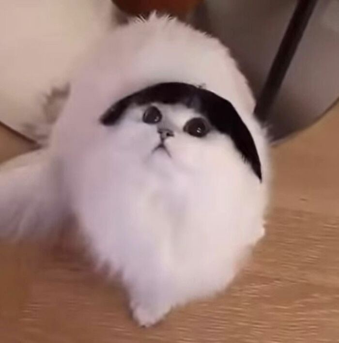 Minimalist doodle of a round cat with a fringe, part of viral cat pics turned into spot-on doodles by an artist.