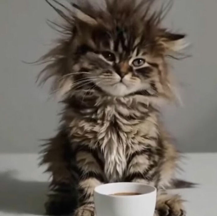 Minimalist doodle of a cat holding a cup with messy fur lines, capturing viral cat pics in a humorous style.