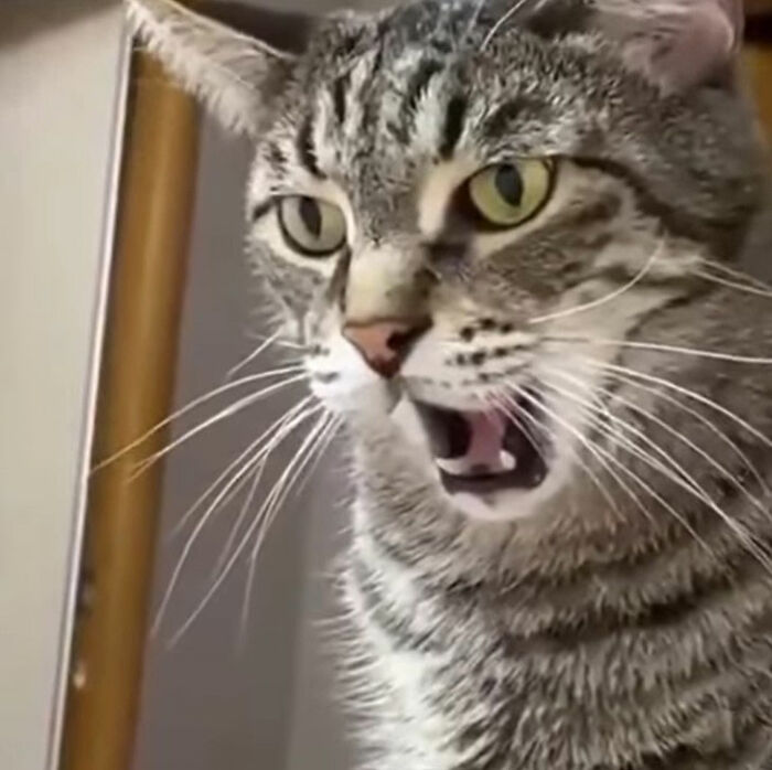 Minimalist doodle of a cat with exaggerated mouth and whiskers inspired by viral cat pics by an artist