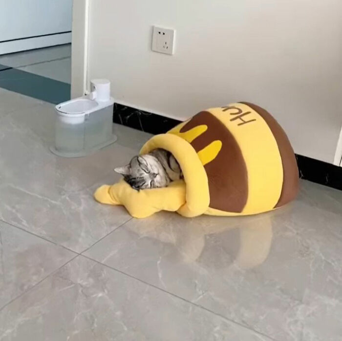 Cat doodle resembling a sleeping cat inside a bee-striped shell, showcasing viral cat pics turned into spot-on art.