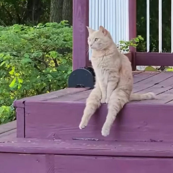 Minimalist doodle of a cat sitting with a blank expression, inspired by viral cat pics turned into art by an artist.