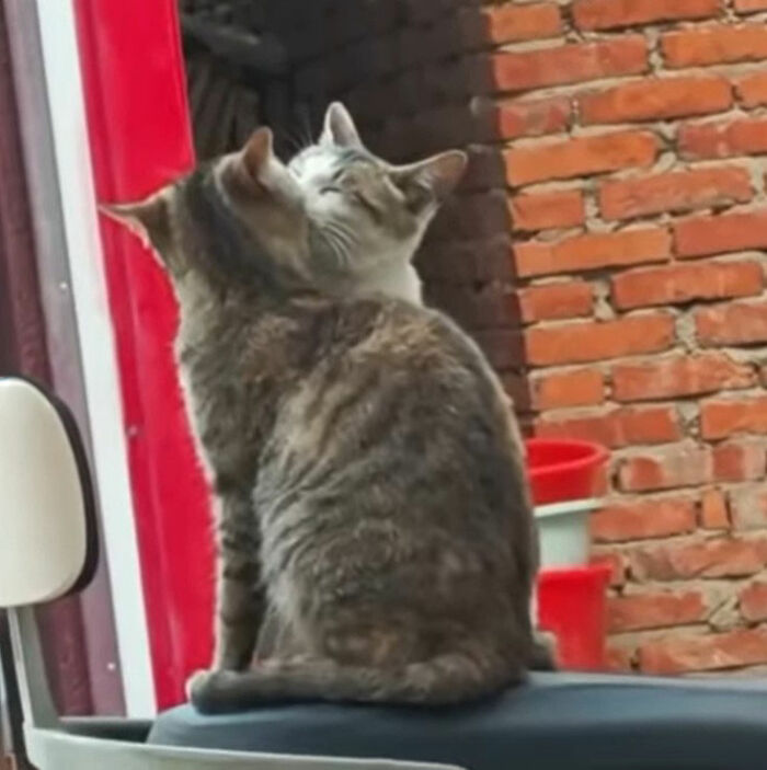 Minimalist doodle of two viral cats cuddling with soft blush highlights, showcasing artist’s viral cat pic illustrations.