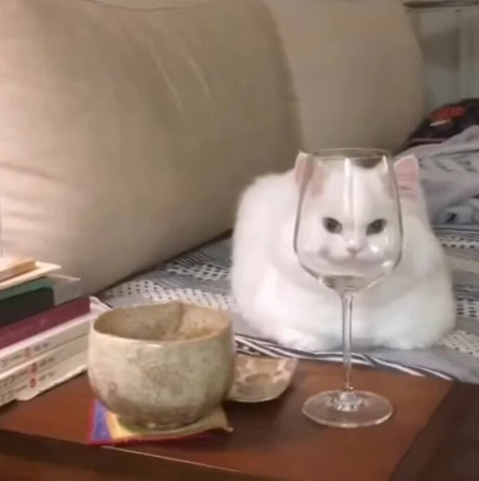 Minimalist doodle of a cat cleverly blending with a glass, showcasing viral cat pics turned into witty art.