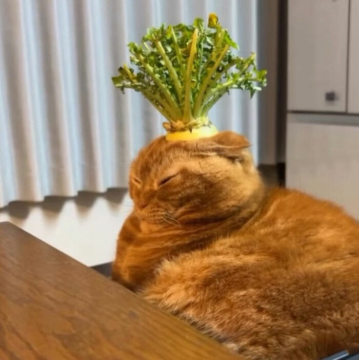 Orange cat doodle with a green leafy vegetable on its head, part of viral cat pics turned into spot-on illustrations.