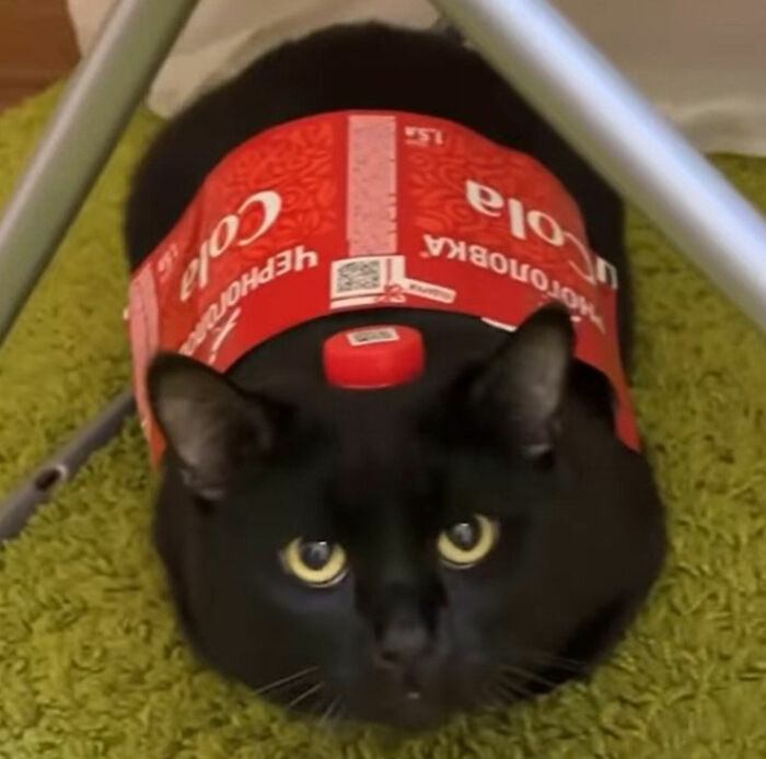 Black cat doodle cleverly blended into a Coca-Cola can design, showcasing viral cat pics turned into spot-on illustrations.