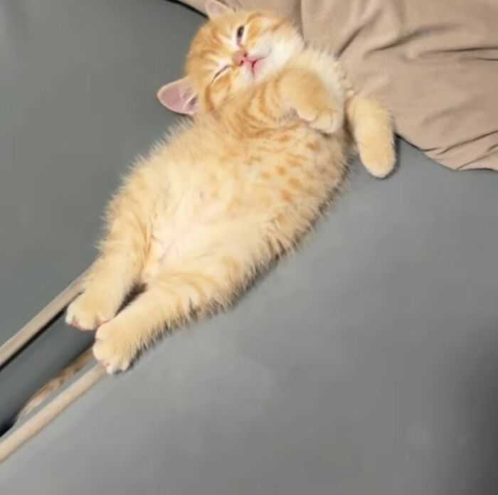 Minimalist doodle of an orange cat lying on a bed, part of viral cat pics turned into humorous cat doodles by an artist.