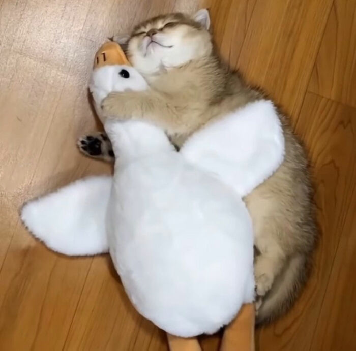 Minimalist doodle of a cat hugging a duck, part of viral cat pics turned into humorous artwork by artist.