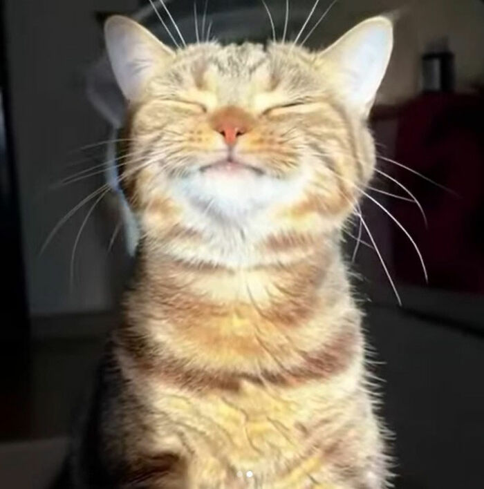 Minimalist doodle of a smiling cat in spotlight, showcasing viral cat pics transformed into humorous cat art.