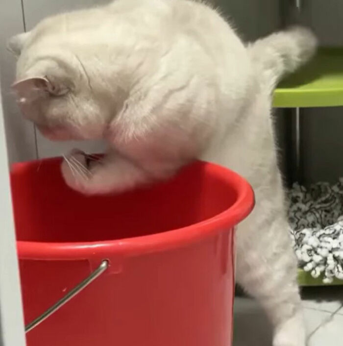 Minimalist doodle of a cat with muscular arms reaching into a red bucket, showcasing viral cat pics transformed by an artist.