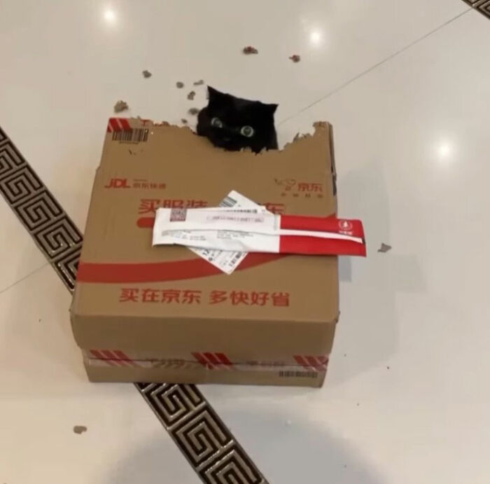 Black cat peeking from inside a brown box in a humorous viral cat doodle by artist.