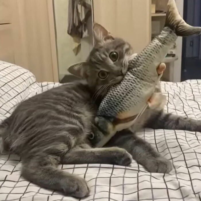 Simple doodle of a cat holding a fish in its mouth, part of viral cat pics turned into spot-on doodles.