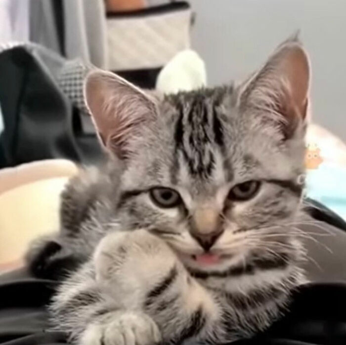 Minimalist doodle of a winking cat curling its paw, part of an artist's viral cat pics turned into spot-on doodles.