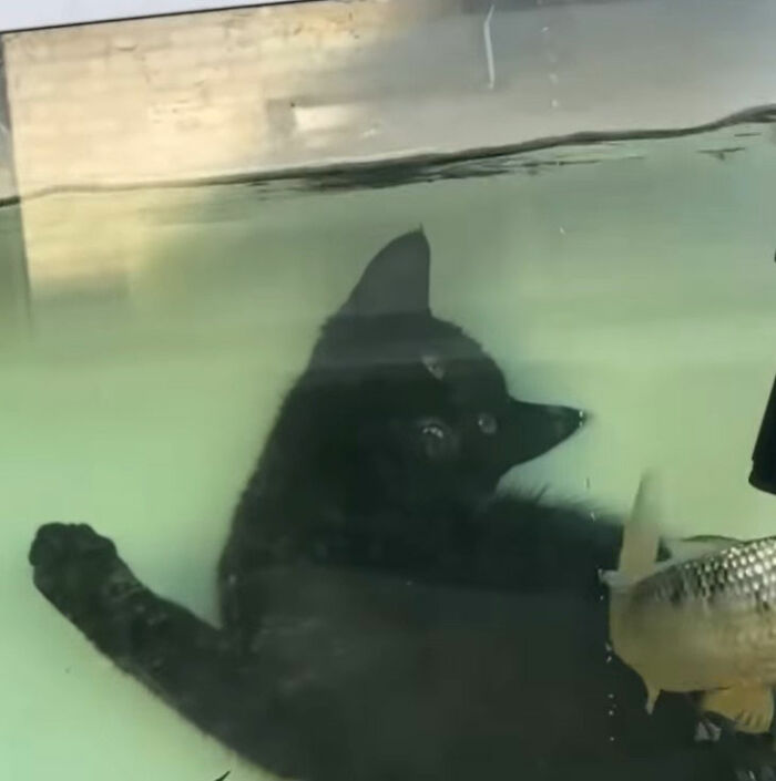Black cat doodle playing with a fish in a tank, inspired by viral cat pics turned into hilarious spot-on drawings.