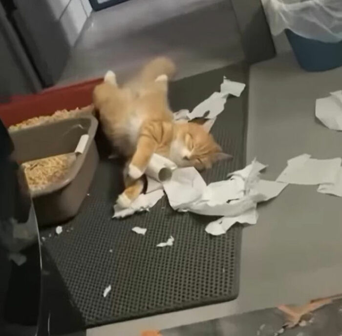 Minimalist doodle of a cat with a scroll, part of viral cat pics turned into humorous drawings by an artist.