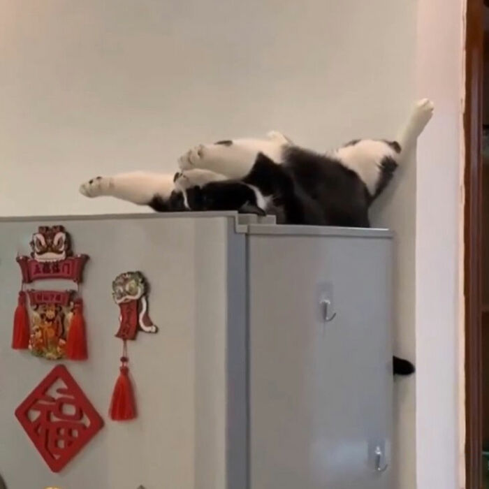 Minimalist doodle of a viral cat lying on its back with legs up, showcasing artist's spot-on cat illustrations.