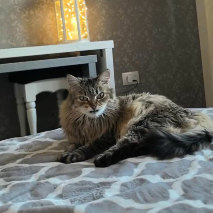 Minimalist doodle of a viral cat with an annoyed expression by artist known for cat pics illustrations.