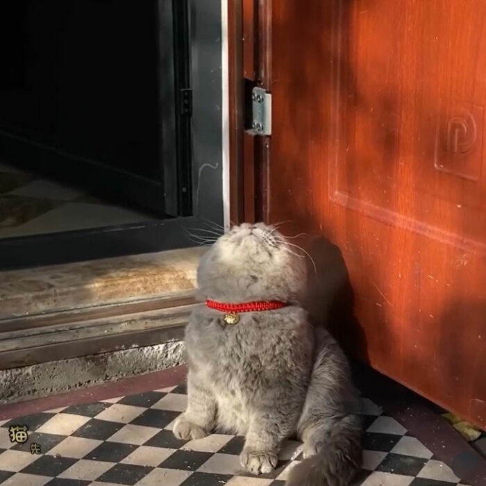 Minimalist doodle of a viral cat with a round body and small facial features, part of 155 viral cat pics drawings.