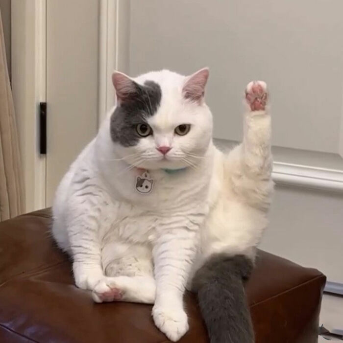 Minimalist doodle of a viral cat showing its raised paw with pink pads, created by an artist from popular cat pics.