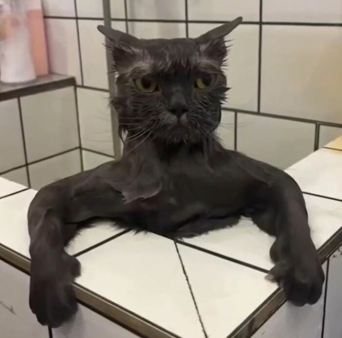 Hilarious spot-on doodle of a muscular cat with skinny cartoon features inspired by viral cat pics.