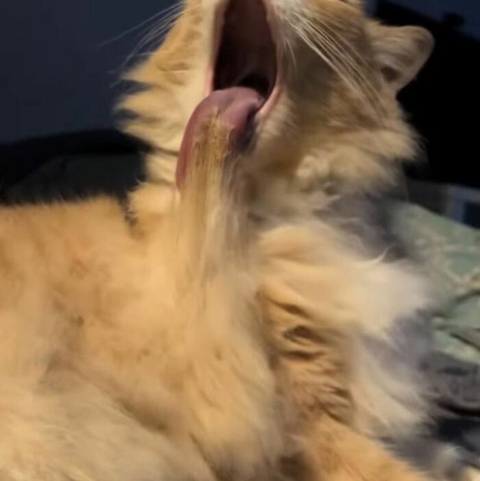 Hilariously spot-on doodle of a quirky orange cat with tongue out licking its chest fur from viral cat pics.