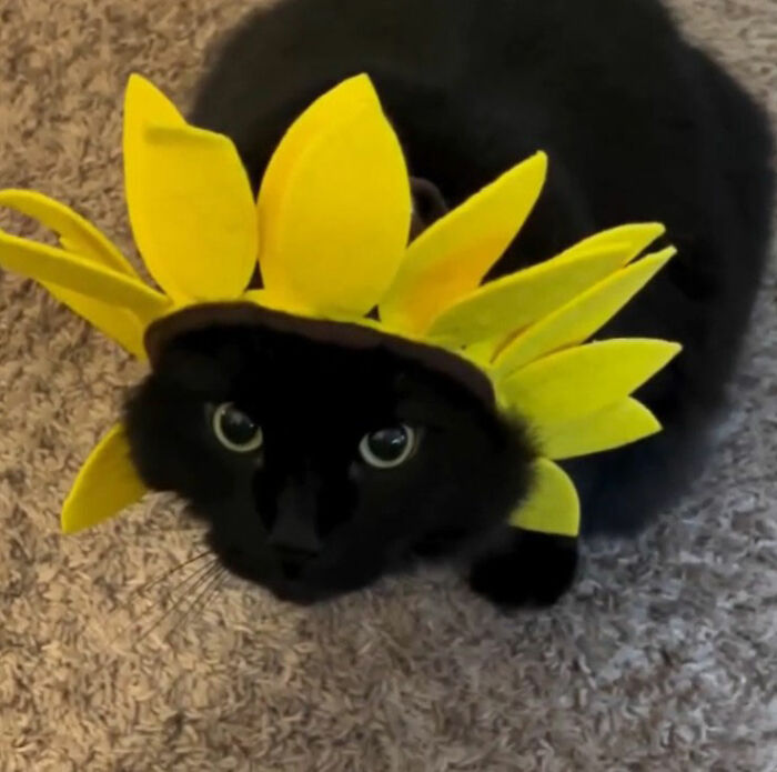 Black cat doodle with yellow sunflower petals surrounding its head in a humorous viral cat pics artwork style.