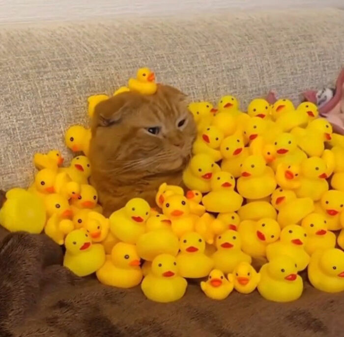 Minimalist doodle of a cat hidden among numerous yellow rubber ducks, showcasing viral cat pics turned into art.