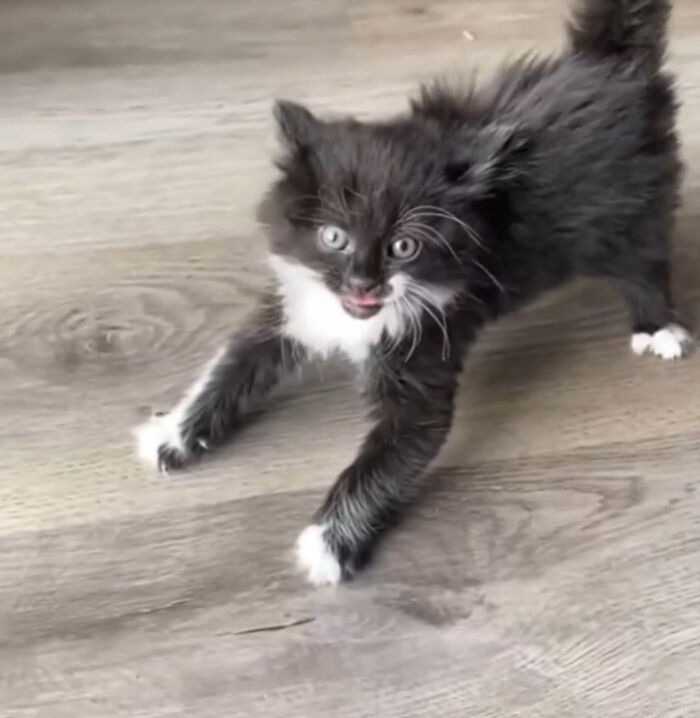 Minimalist doodle of a viral cat with spiky fur, created by an artist known for viral cat pics and spot-on sketches.