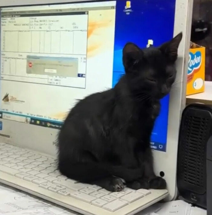 Minimalist doodle of a black cat sitting on a keyboard, inspired by viral cat pics turned into humorous art.