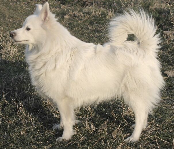 Un_chien_Spitz_allemand1-689348e8934a9.jpg