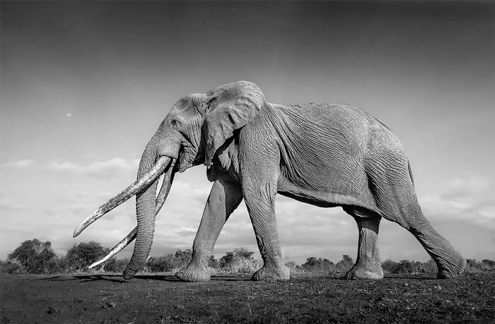 Colossal Legacy, From The Series 'Ivory Sentinels' © Florian Kriechbaumer