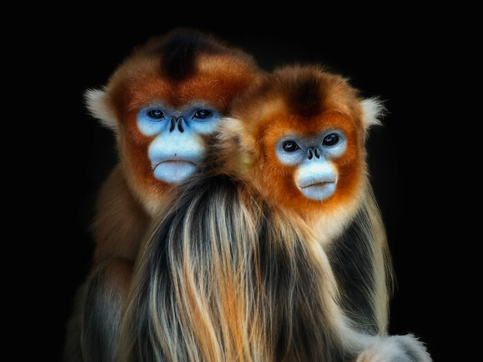 Close-up portrait of wild animals showing two golden snub-nosed monkeys with vivid blue faces and orange fur.