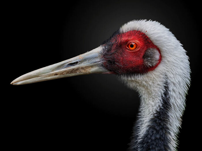 Close-up portrait of a wild animal crane showcasing detailed feathers and striking red and orange eye against black background.