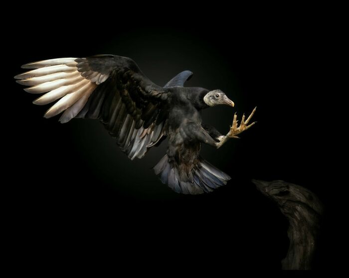Black vulture with outstretched wings captured up close in a detailed wild animal portrait by Pedro Jarque Krebs.