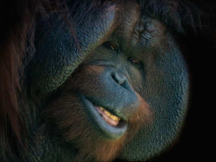 Close-up portrait of a wild orangutan showing detailed facial features and expression, captured in nature photography style.