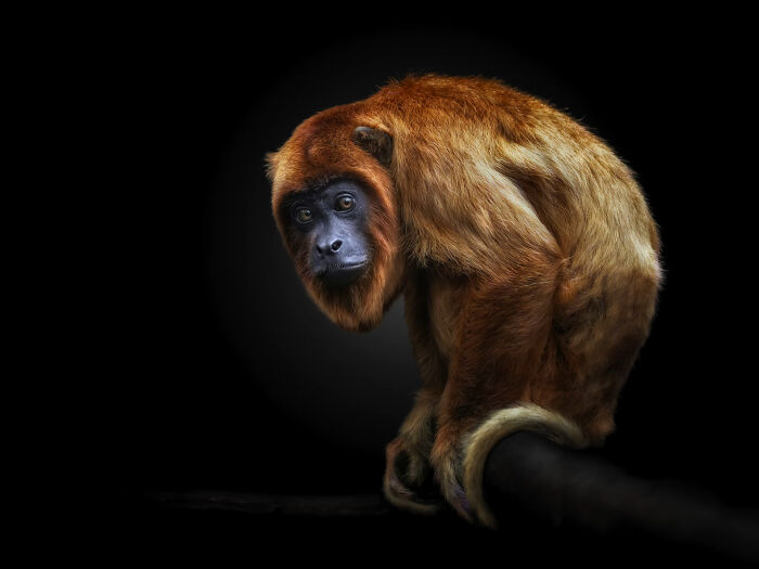 Close-up portrait of a wild monkey with reddish fur captured as part of wild animals from up close photography.